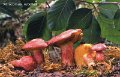 Hortiboletus rubellus-amf317-1